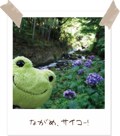 カエルのピクルス かえるのピクルス/pickles the frog (@picklesthefrog6) / Posts / X