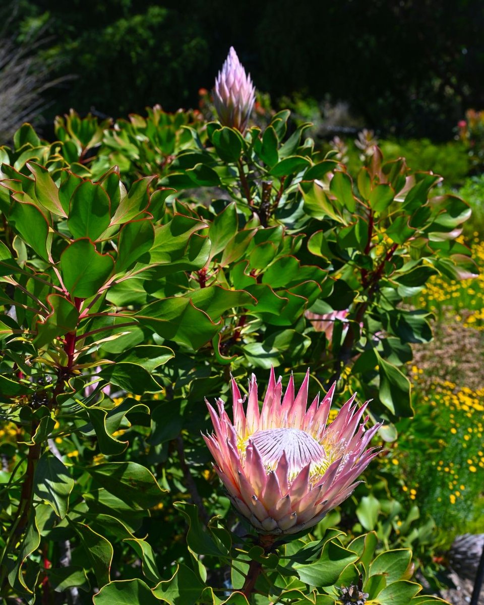 San Francisco Botanical Garden tweet media