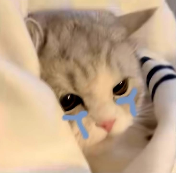 Cats all the way tweet media