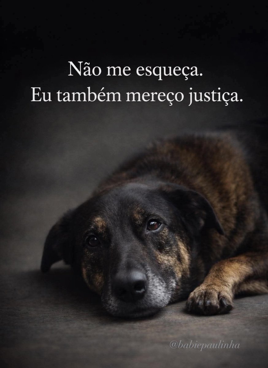 Infelizmente, tudo caiu no esquecimento…
Perdão, Orelha 💔😢
O poder e o dinheiro falaram mais alto — e a justiça ficou em silêncio.

#OrelhaMereceJustiça
#JustiçaPorOrelha