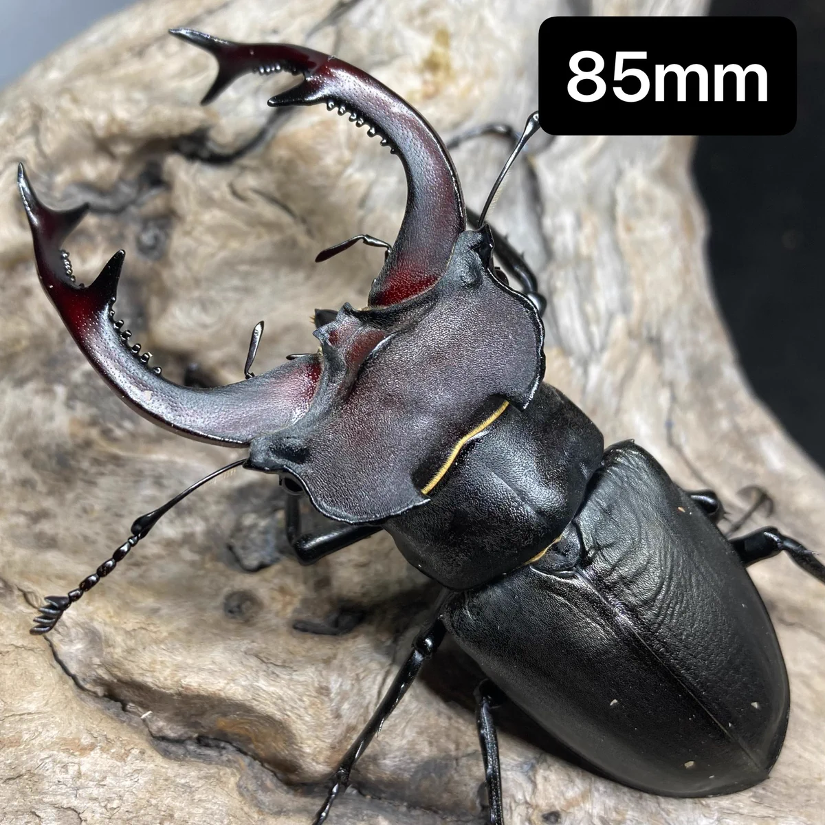 nk.dorcus on X: 