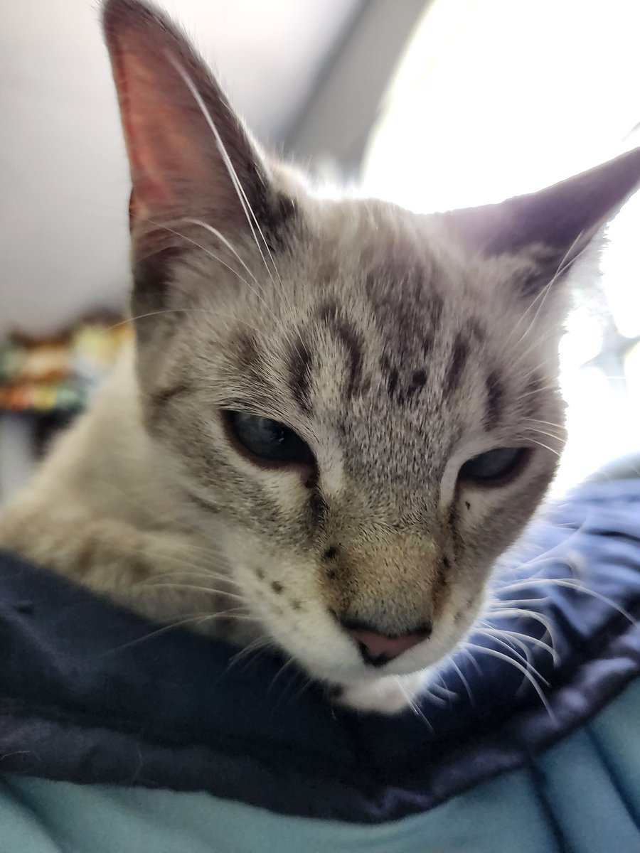 🐈 Ranae 🐈‍⬛ tweet media