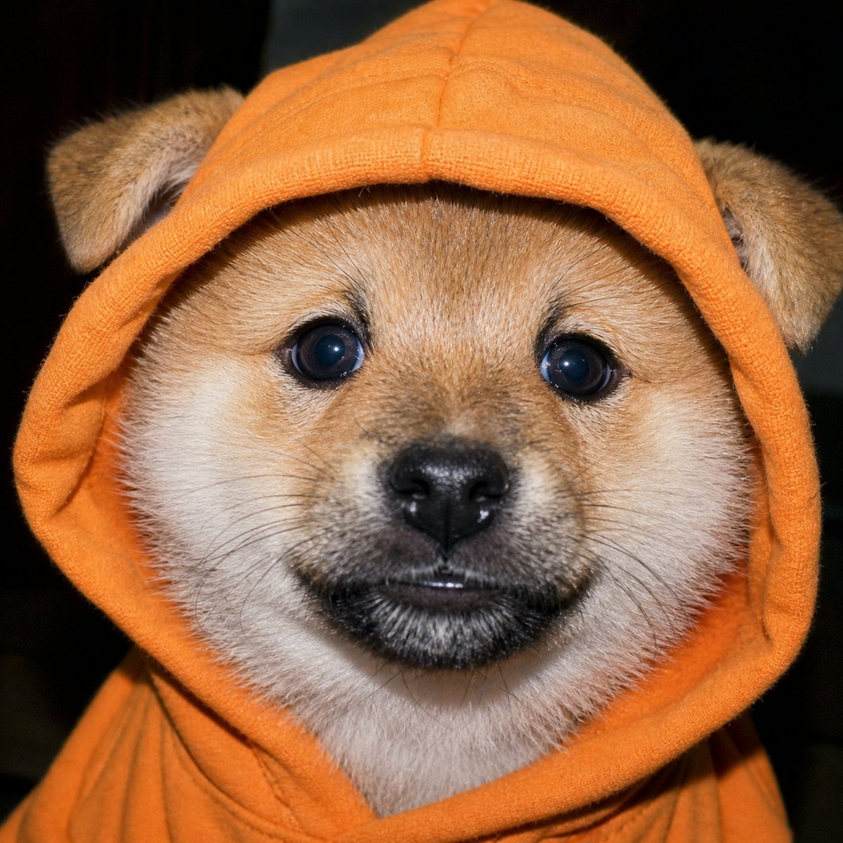 DOG•DA•MASSA tweet media