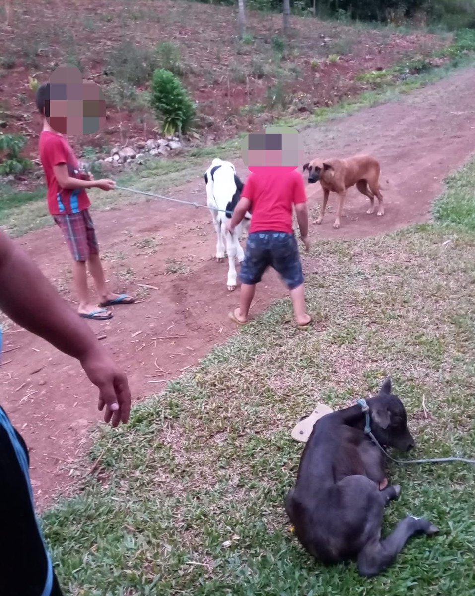 O horror piora: Casia Zatti resgatava animais, mas tinha preferência por animais em situações de trauma por tutores anteriores, alegando “empatia”, que queria “dar uma nova vida a eles”.

Cerca de 35 animais foram resgatados da sua casa em situações de extrema t0rtur4.