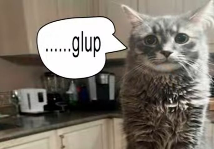cat!!! tweet media