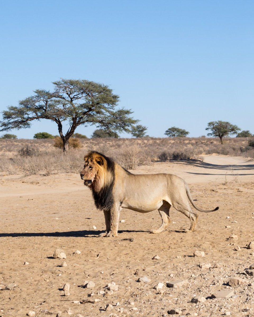 Big Five Tours and Expeditions tweet media