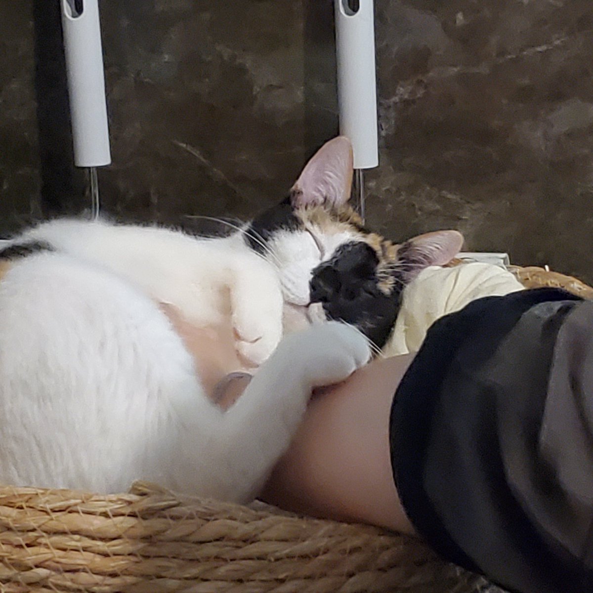 libro_pieta's tweet photo. 先日久しぶりに猫喫茶ネコブ(@nekobuneko)さんへ(ФωФ)
赤ちゃんみたいなプリティうにちゃんのお腹モフったりジャックとチェキ撮ったり猫充できました✨
あと「2月頃に"8年前来たことあった"て呟いてコメントもらった人間ですｩ…」と川口さんともお話させていただきましたありがとうございました！ https://t.co/VzWKUFRsNq