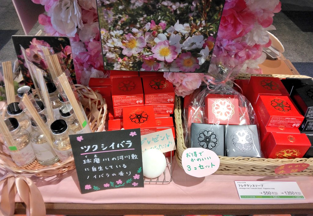 132basemuseum's tweet photo. ひみつ基地ミュージアムのツクシイバラ咲きました！ショップではツクシイバラの香りを再現した石けんやディフューザーも販売中🌹 https://t.co/Ipizo300Ps