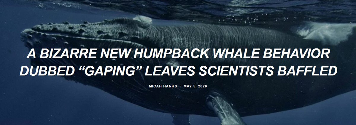 Whales: Maybe they're tired and just yawning.

thedebrief.org/a-bizarre-new-…