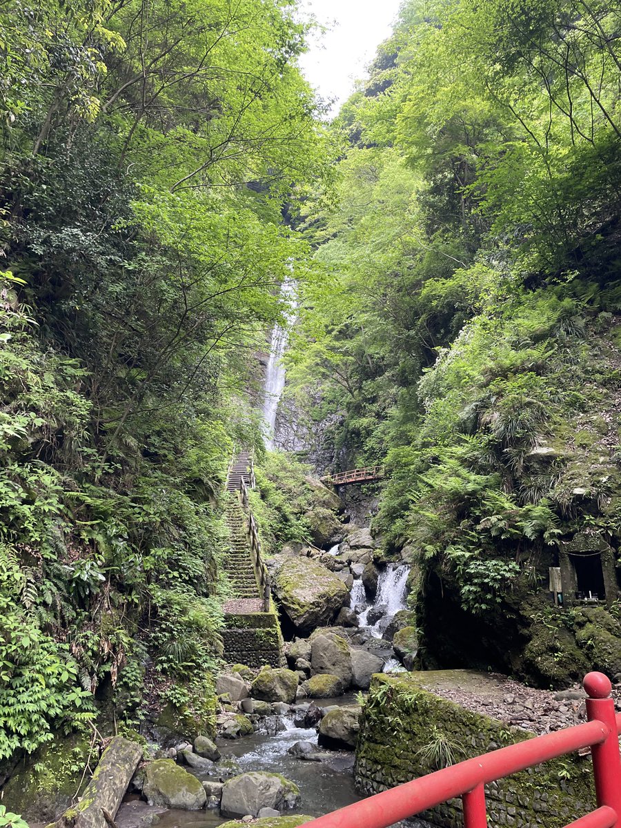 連休前半は滝を見に行きましたー。遠出すると渋滞とかイヤなので神奈川県内です。オオルリ鳴いてて姿もいちおう見れました。近くの公園でキビタキの声を聞きながらハイキングしてたんですが、妻がズボンにヤマビルが這ってるのを見てもう帰りたいーと言い出したので早めに退散。