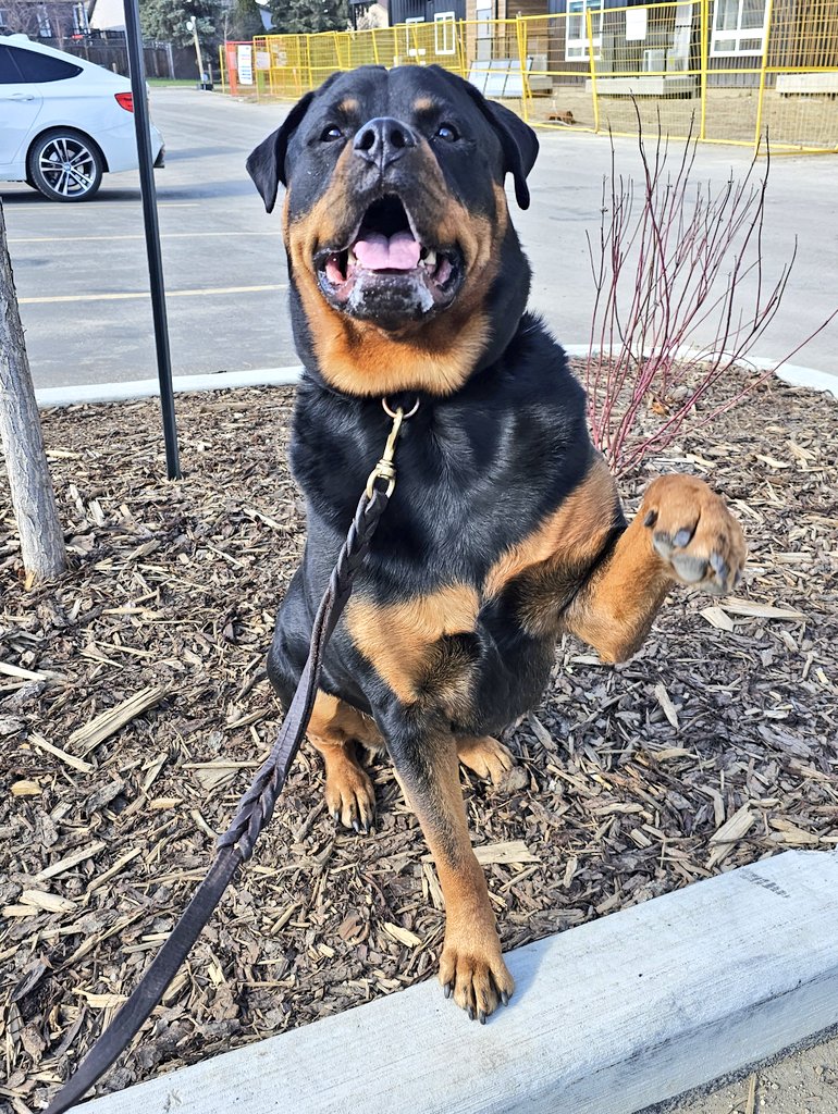 Team Servicerottie🇨🇦🐕‍🦺🦽 tweet media