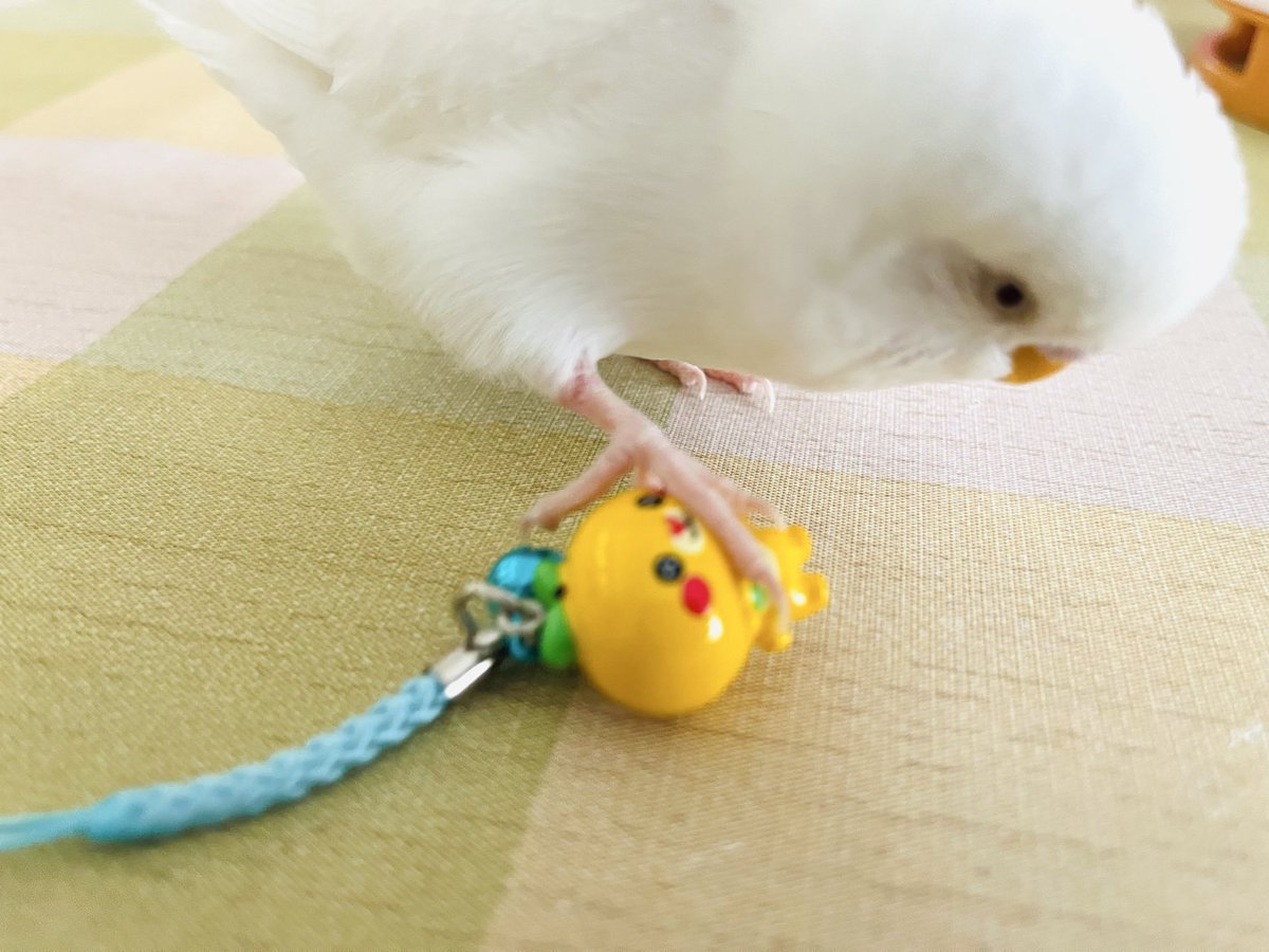 ピノさん