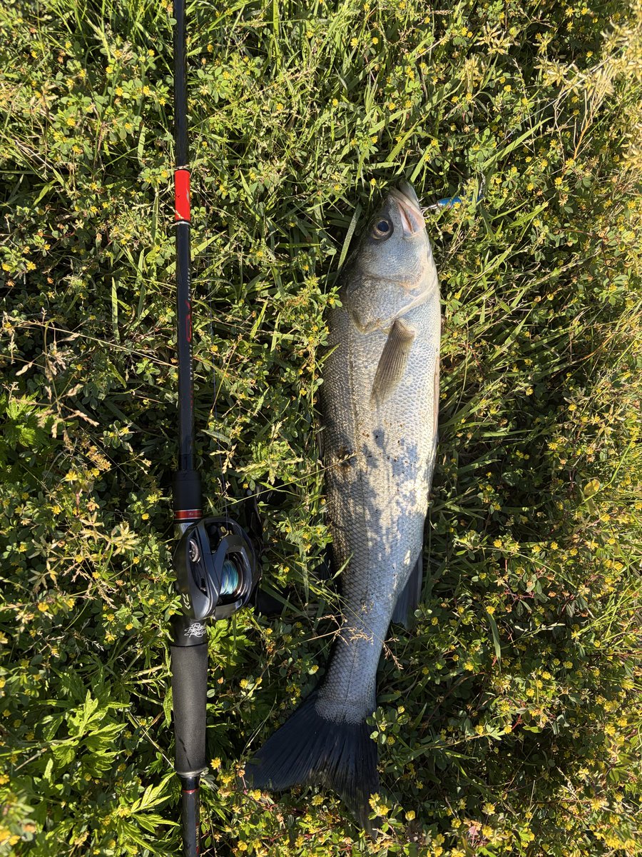mo_0116's tweet photo. 今日は大橋川をちょっと上がって🎣
メタルシャルダス15でサクッと😁 https://t.co/jhAf9lNzbA
