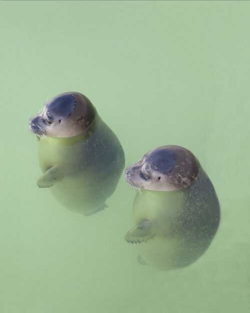 "Foquita":
Porque captaron la peculiar manera en que las bebé focas descansan sobre el agua.