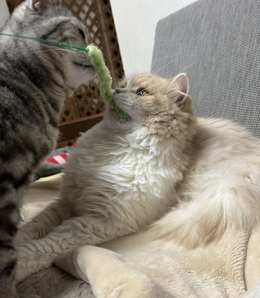 apollo_mui's tweet photo. 奪い合い草🌱

＃猫　#猫のいる暮らし　#猫好きさんと繋がりたい　#スコティッシュフォールド　#アメリカンショートヘア https://t.co/YNYrKhFOpX