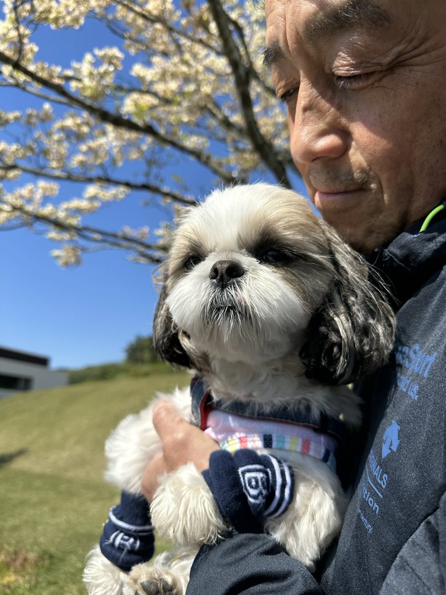 シーズー🐶華ちゃん🌺 tweet media