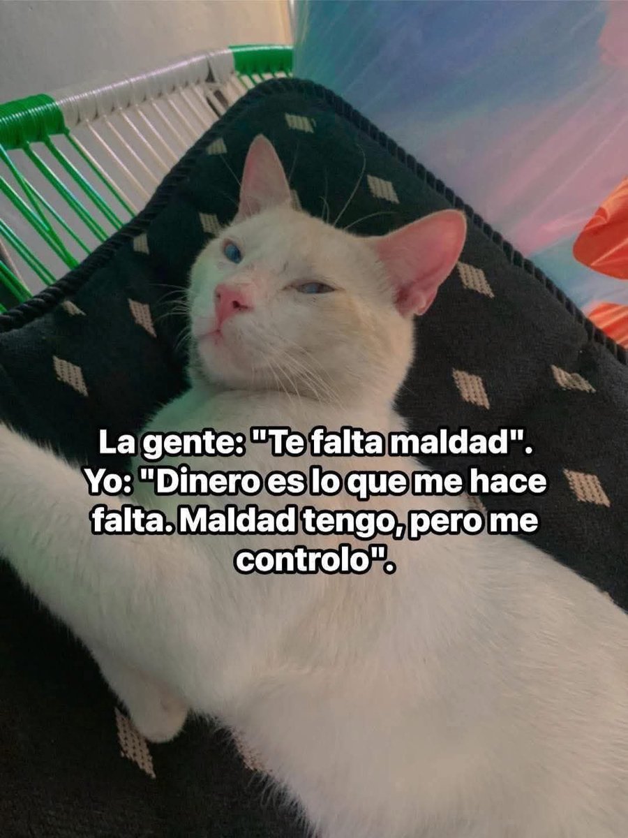 Dilo con gatitoz (@dilocongatitoz) on Twitter photo 