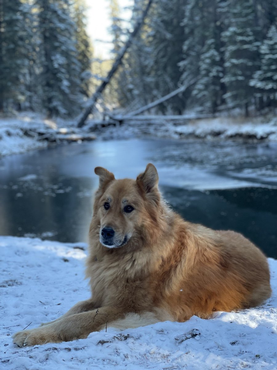 rmo1984's tweet photo. Happy12th birthday to our main man Molson!!!! https://t.co/95YwRtmmMH