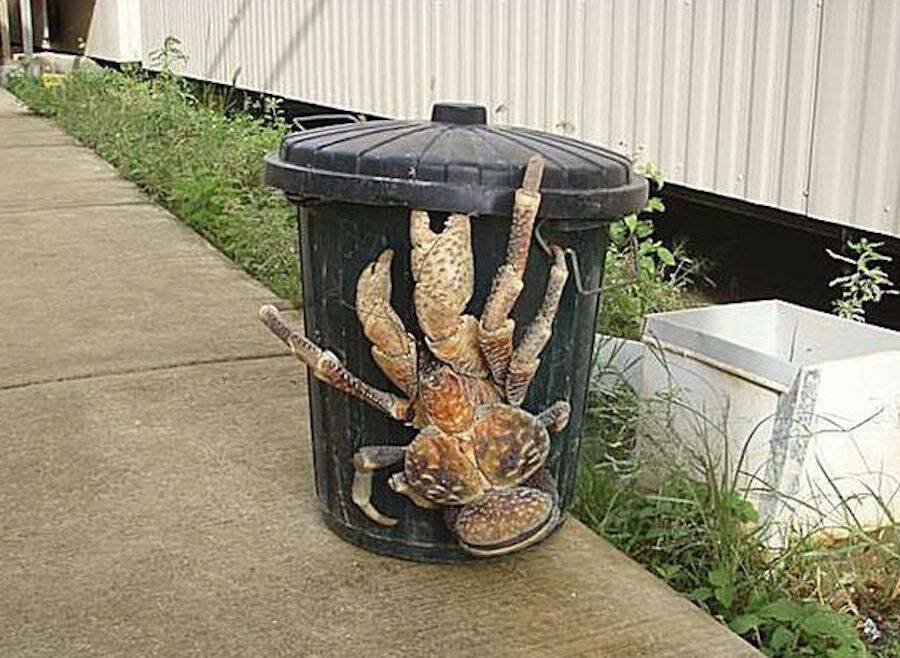 Animal Kingdom: Jesus, remind me not to move to islands in the Pacific and Indian Oceans. This came out today. 

"A coconut crab, also known as a robber crab, climbs a trash can in search of something to eat."

allthatsinteresting.com/coconut-crab
