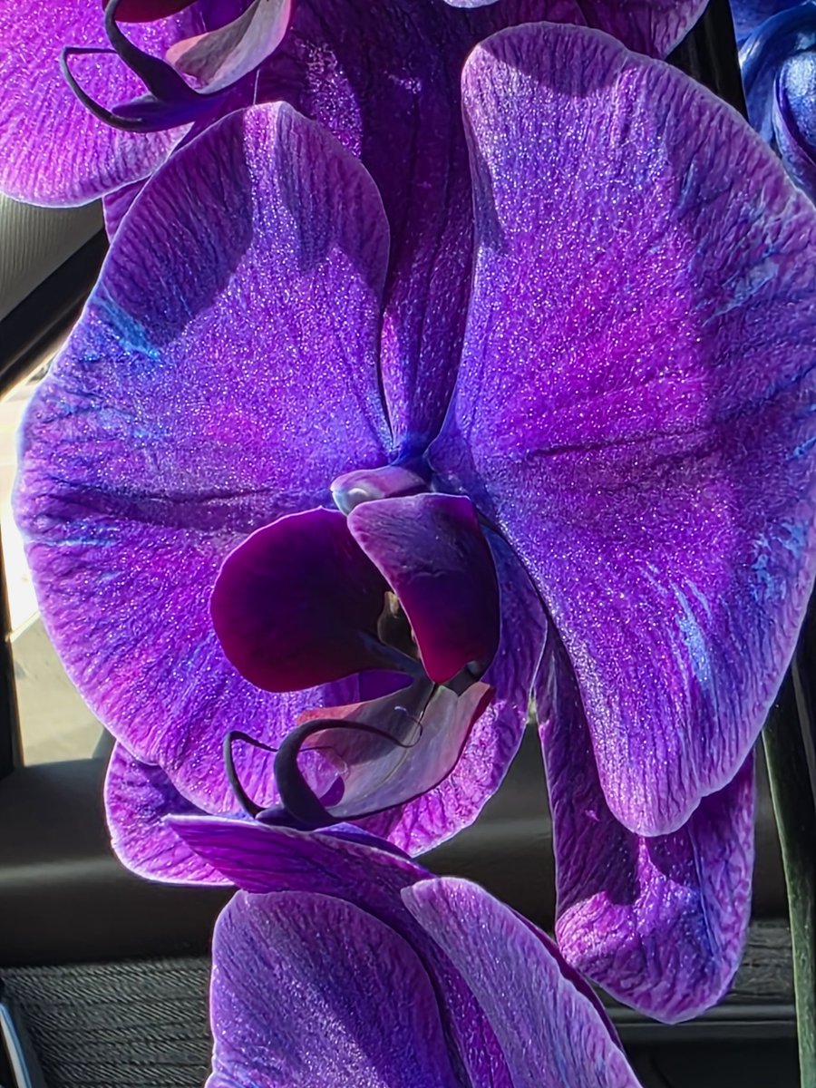 ericparlatore's tweet photo. Some. Shots of my wife's flowers she got her for birthday #S25Ultra https://t.co/93RoeuDnIh