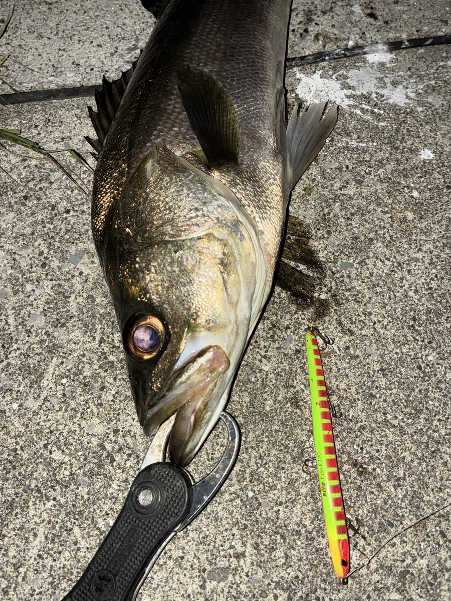 sumidaman's tweet photo. 昨晩は久々の運河釣行。
爆風の中、動き回りながらの釣り。
ルアーはフィール120一択でした。 https://t.co/qCQFY9Y3YK