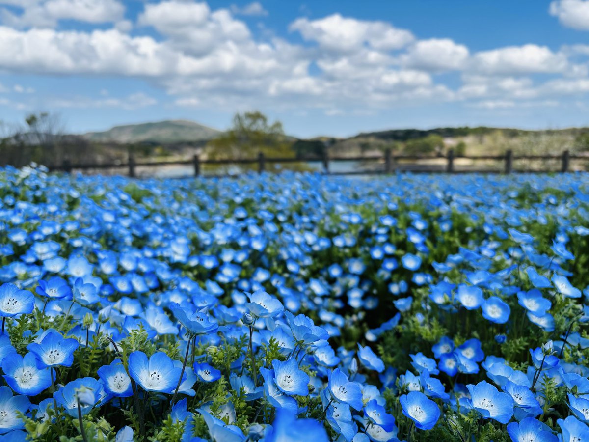 🌻向日葵 (@himari240113) / Posts / X 🌻向日葵 (@himari240113) / Posts / X