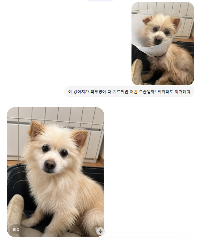 오늘의 강아지 추천 tweet media