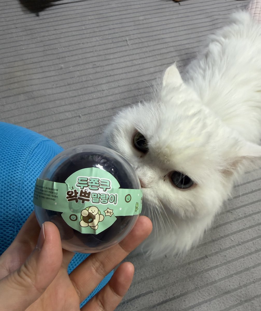 hwacho_store07's tweet photo. 왁뿌고양이 https://t.co/HWMI8ht7i2