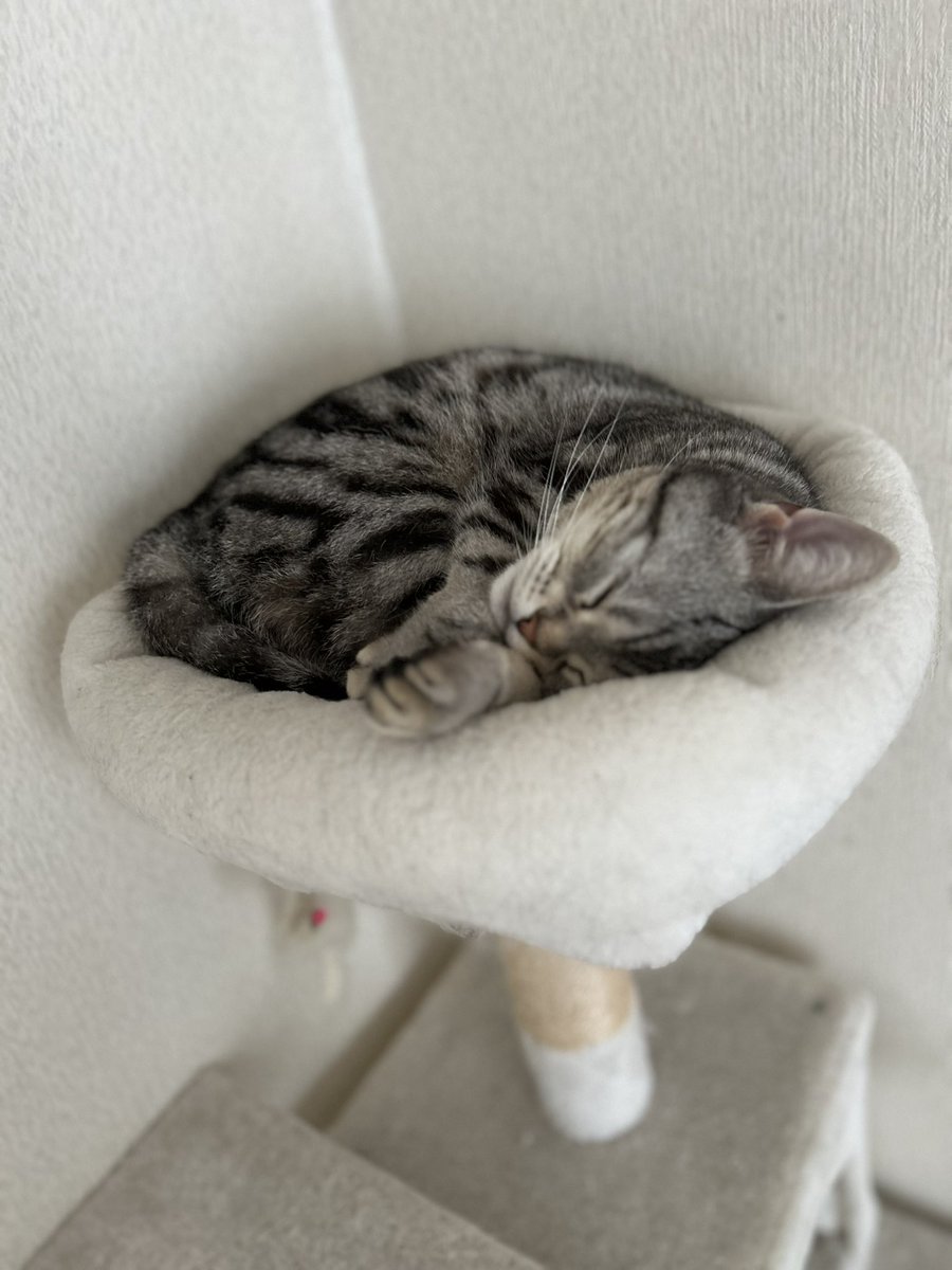 apollo_mui's tweet photo. GW最終日😭ゆっくりのんびり過ごしましょう😺明日からまたお留守よろしくね💛🩷

＃猫　#猫のいる暮らし　#猫好きさんと繋がりたい　#スコティッシュフォールド　#アメリカンショートヘア https://t.co/LHTNsVignm