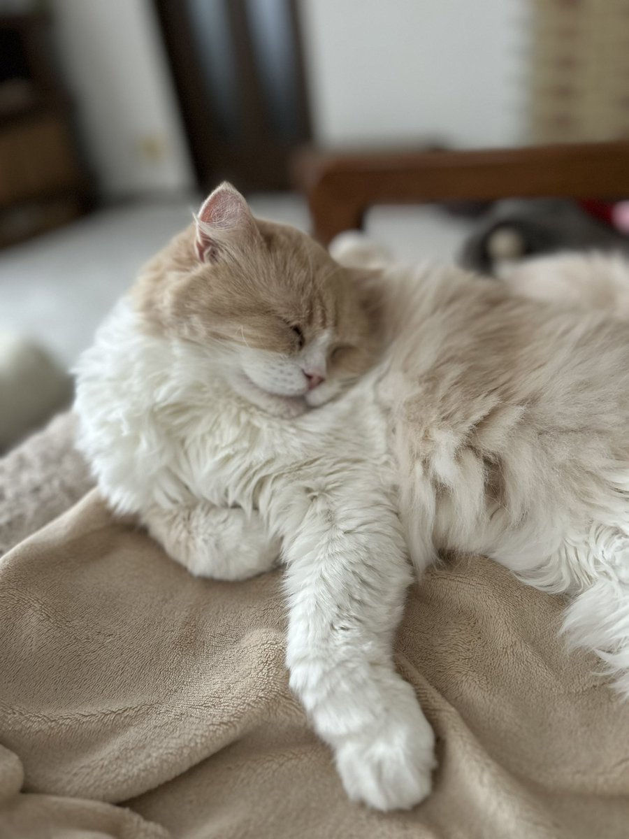 apollo_mui's tweet photo. GW最終日😭ゆっくりのんびり過ごしましょう😺明日からまたお留守よろしくね💛🩷

＃猫　#猫のいる暮らし　#猫好きさんと繋がりたい　#スコティッシュフォールド　#アメリカンショートヘア https://t.co/LHTNsVignm