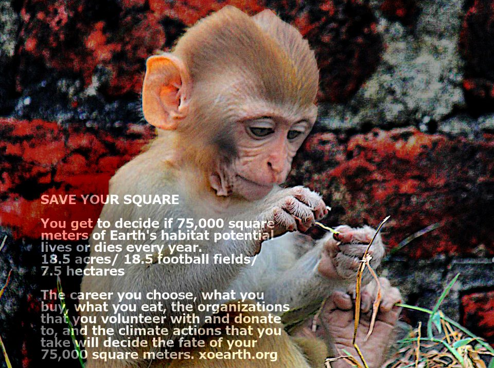 XOEarth's tweet photo. SAVE YOUR SQUARE: Every year you decide if 75,000 square meters of Earth’s habitat thrives or dies. [18.5 football fields 18.5 football acres] The fate of your square rests on: Your work, purchases, food, volunteering &amp; donations. https://t.co/3qzZkkanbo https://t.co/DrqRWCXibD