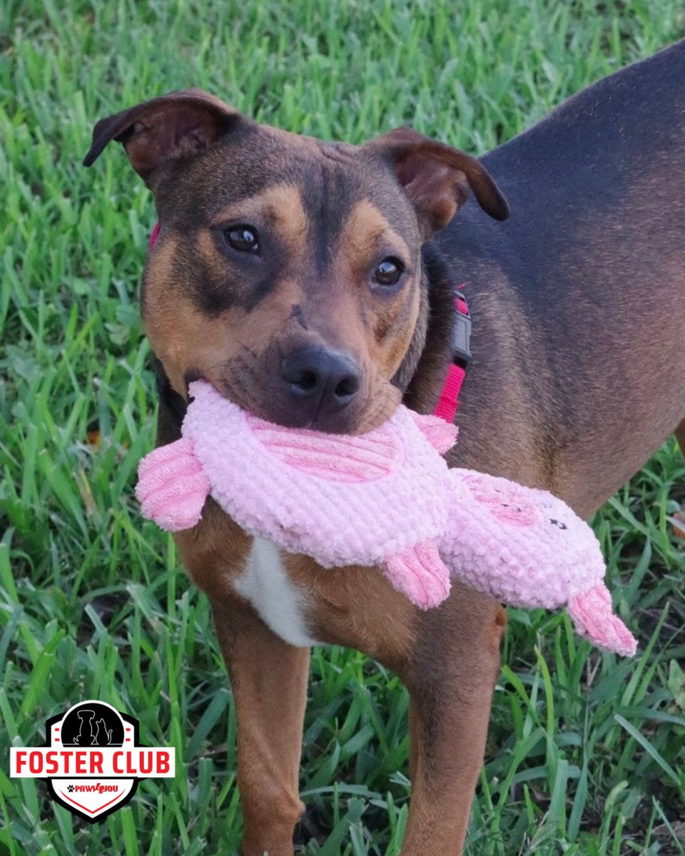 paws4you's tweet photo. Meet Michael 🐾 1-year-old Rottie mix, the definition of sweet and gentle. 🤍 Quiet, friendly, and easygoing.
⁠
He’s great with other dogs, good with kids, and has all the qualities of a loyal best friend.⁠
⁠ https://t.co/yurbGUIuMx https://t.co/UqkZqI6FSu