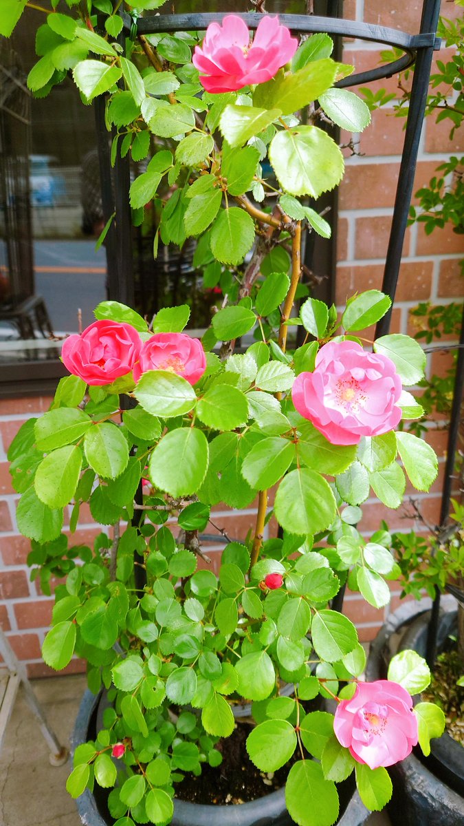 Shucrea45's tweet photo. おはようございます(^^)
＃美容室シュウクレア です

子供の日🎏
＃お釈迦様
＃永源寺

7㈭11~13時.15時~○
8㈮9~11時.14時~○
9㈯14:30~○
10㈰11:30~○
11㈪9~10:30.12:30~○
12㈫.19.26 定休日🌛
13㈬14㈭15㈮17㈰18㈪9~17:30○
16㈯15:30~○

＃オーガニックカラー
＃oggiotto
＃魔法シャンプー https://t.co/1a2tW7Ejrw