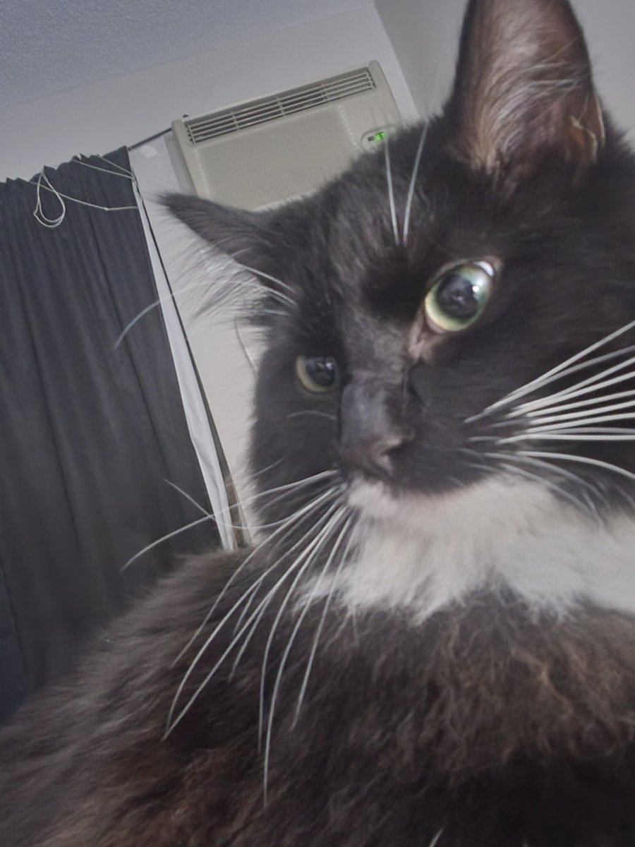 Today Nova turns 1 year old! He's been the light of my life since the day I found him and I am so happy that he's made it this far. 

So blessed and I hope theres to many more 🖤🖤🖤🖤🖤