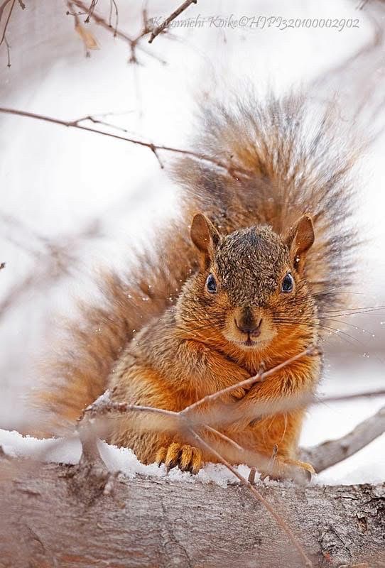 koikecolousa's tweet photo. Yellow Fox Squirrel
キイロキツネリス

Copyright #HJPI320100002902 https://t.co/dBKyauvITc