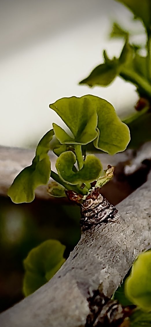 TimHundley4All's tweet image. Ginkgo Leaves Budding.  Today was a good day.  Good night.  Better tomorrows!  📷  ✌️🤟🏼🙏🏼🌞 #Leaf #CloseUp #MacroPhotography #Nature