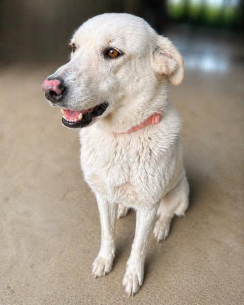 Labs4rescue tweet media
