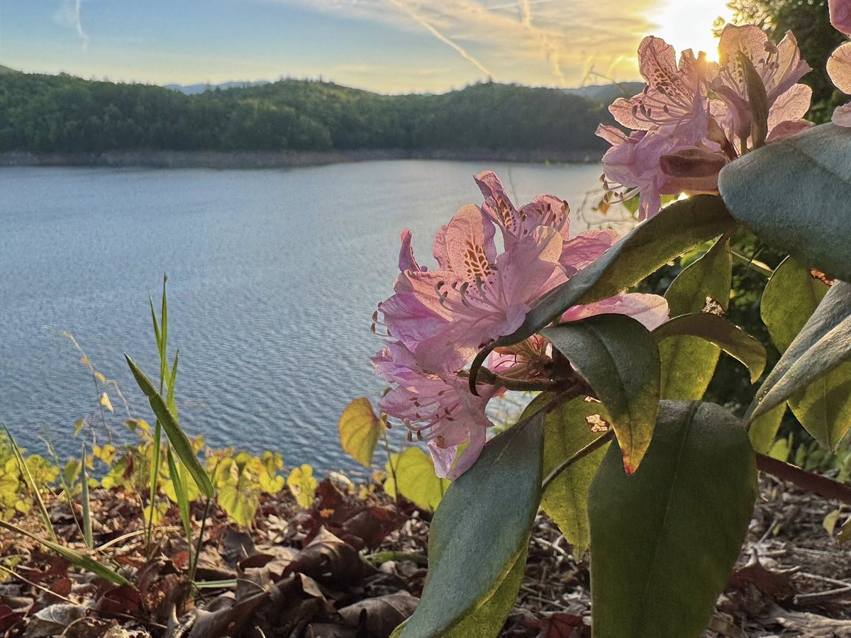 VisitBrysonCity's tweet photo. There’s nothing quite like sunrise at Fontana Dam in the spring. 👉https://t.co/xfWVgLQaSg
#FontanaDam #SmokyMountains #SpringInTheSmokies #SunriseMagic #BrysonCityNC #explorenc
Up N' Adam Adventures https://t.co/p9LeJt7m72