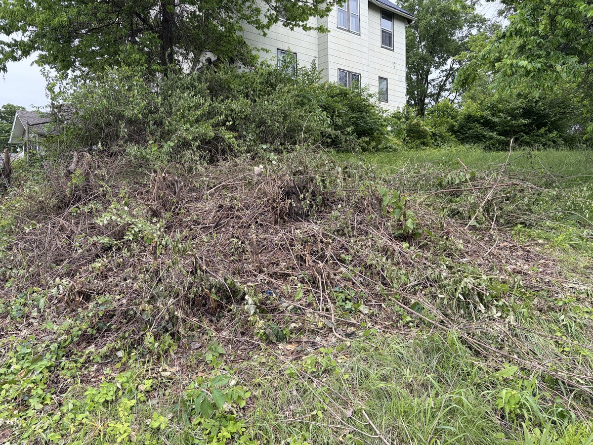 catzrool's tweet photo. @stlcsb vacant land next to 7080 Oleatha is hugely overgrown with weeds and tall grass. Also looks like trimmed branches dumped there. https://t.co/Iq9UYKSVnc