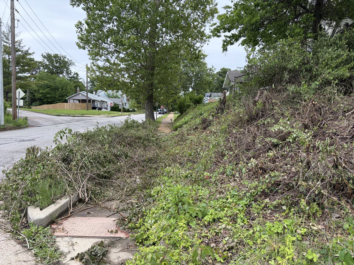 catzrool's tweet photo. @stlcsb vacant land next to 7080 Oleatha is hugely overgrown with weeds and tall grass. Also looks like trimmed branches dumped there. https://t.co/Iq9UYKSVnc