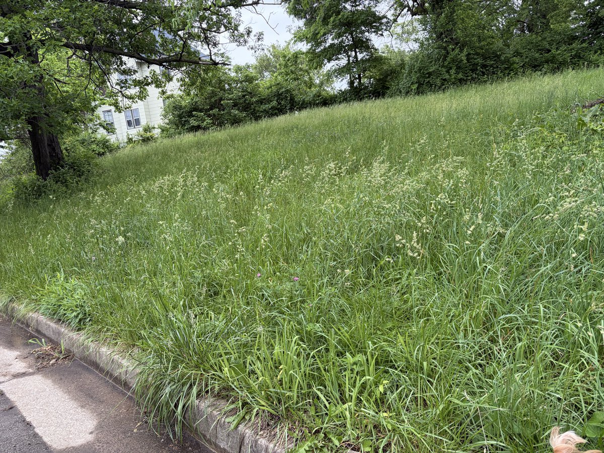 catzrool's tweet photo. @stlcsb vacant land next to 7080 Oleatha is hugely overgrown with weeds and tall grass. Also looks like trimmed branches dumped there. https://t.co/Iq9UYKSVnc