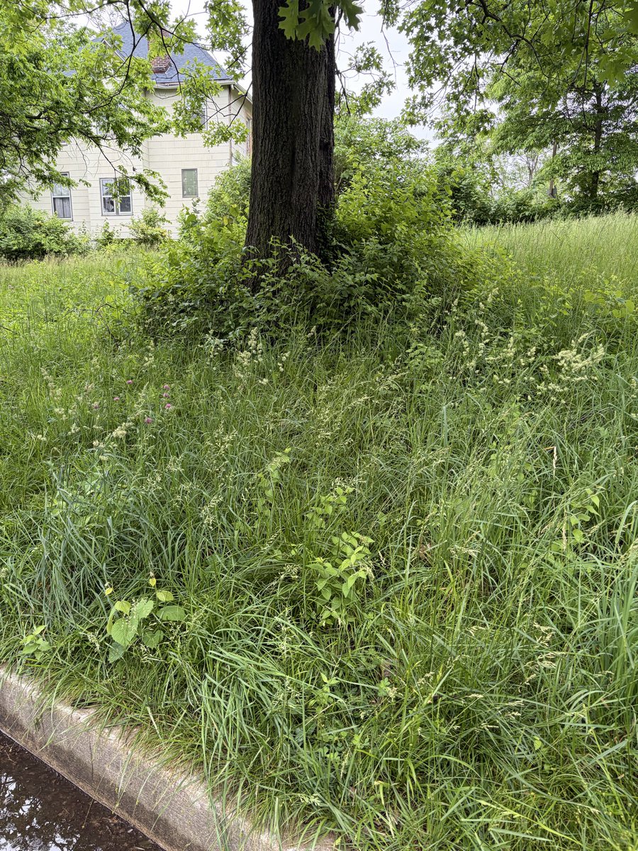catzrool's tweet photo. @stlcsb vacant land next to 7080 Oleatha is hugely overgrown with weeds and tall grass. Also looks like trimmed branches dumped there. https://t.co/Iq9UYKSVnc