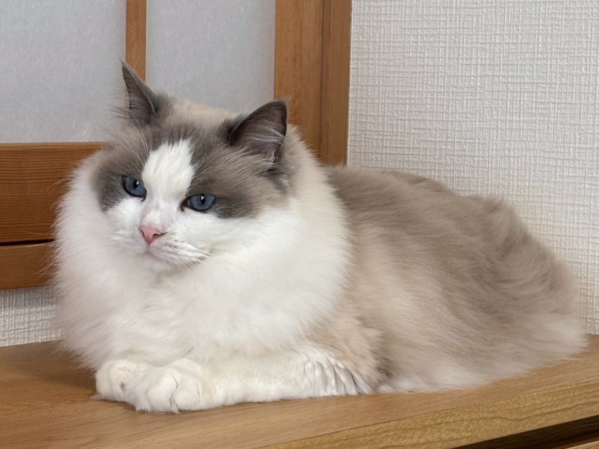 マナティ tweet media