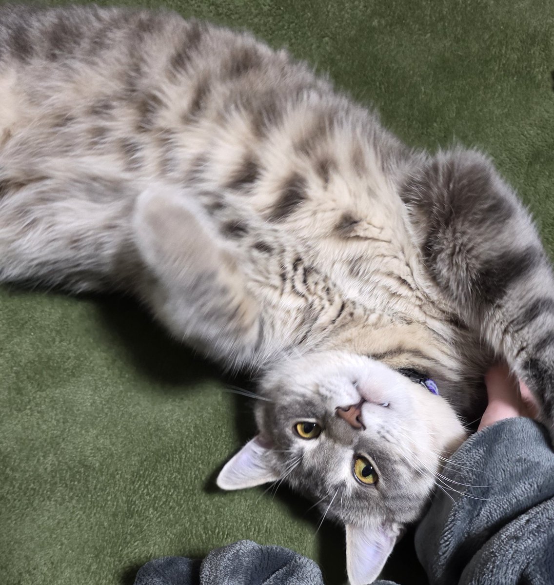 さよなら実家
さよなら8ヶ月5.5キロの猫
さよならタマタマ(来週取るらしい)