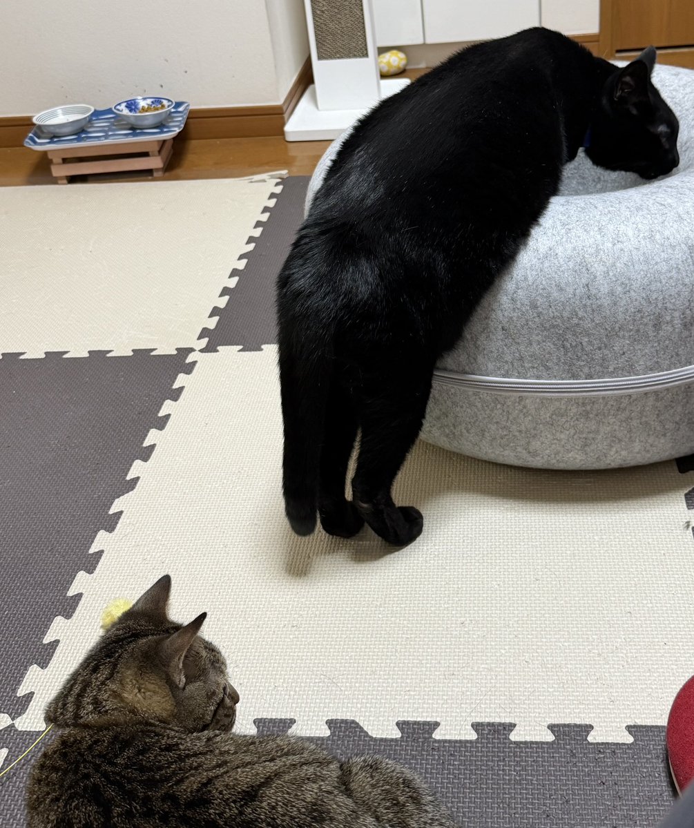 旅猫 (@tabinekocat) / Posts / X