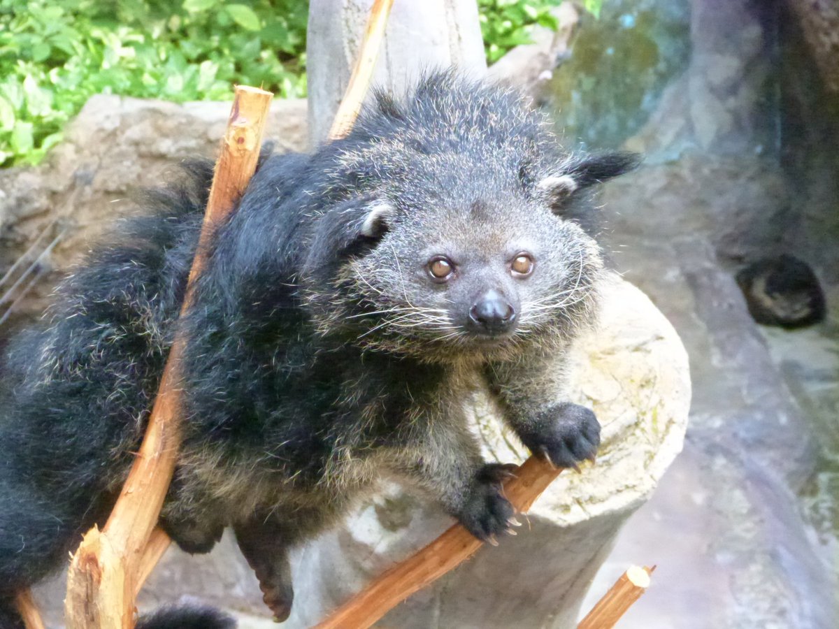 高知県立のいち動物公園【公式】 tweet media