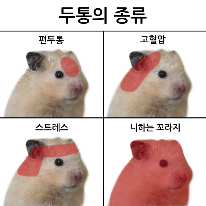 Tweets Of Hamster (@tweetsofhamster) on Twitter photo 