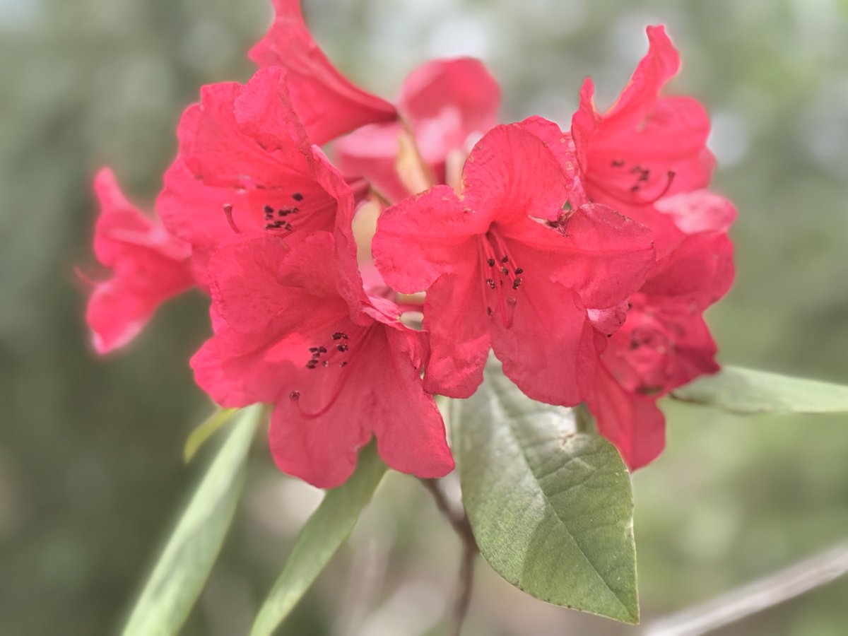HCCClyde's tweet photo. Our Rhododendron Garden is in full bloom! If you’re in the area or looking for a relaxing stroll, stop by for some beautiful scenery. The Garden, Dahlia Ridge Trails, and disc golf are all freely accessible to the public. https://t.co/R24AtHHWR6