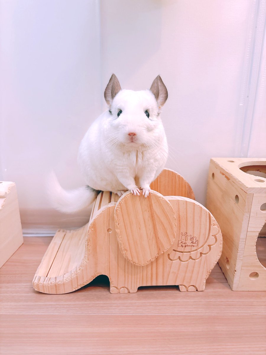 あおの🐭 tweet media