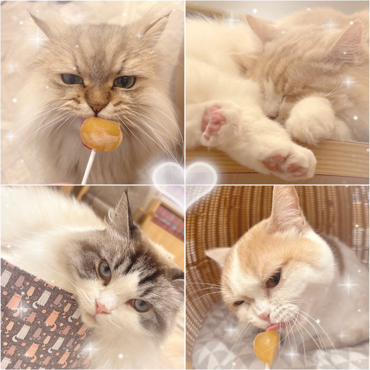 Milk_cocoapan's tweet photo. 昨日猫カフェ行ってきたー！⸜❤︎⸝‍
最高の癒し空間🫶🏻🐾 https://t.co/mN0yAiVCTH